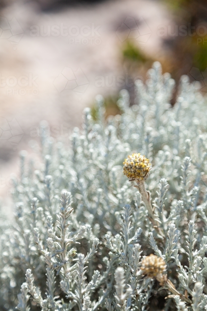 Silver blue seaside plant growing on the beach - Australian Stock Image