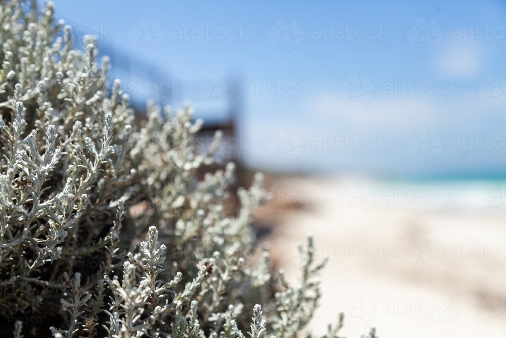 Silver blue seaside plant growing on the beach - Australian Stock Image