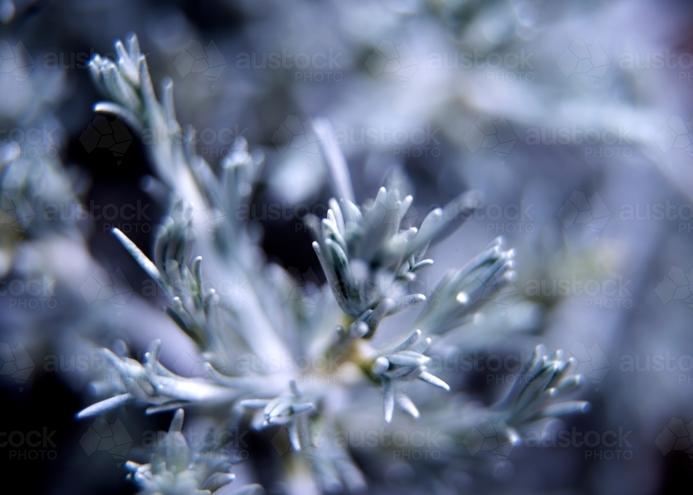 Silver Cushion Bush - Native Plant Macro - Australian Stock Image