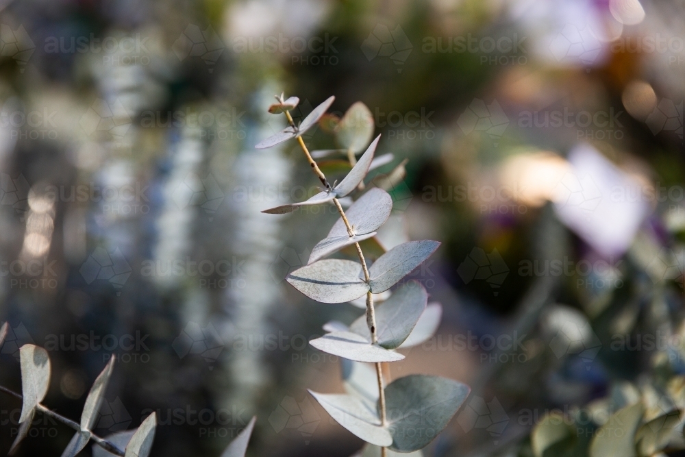 silver dollar eucalyptus leaves at a market florist - Australian Stock Image