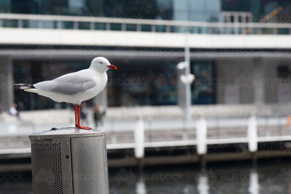 Silver Gull on a post in Darling Harbour with out of focus background - Australian Stock Image