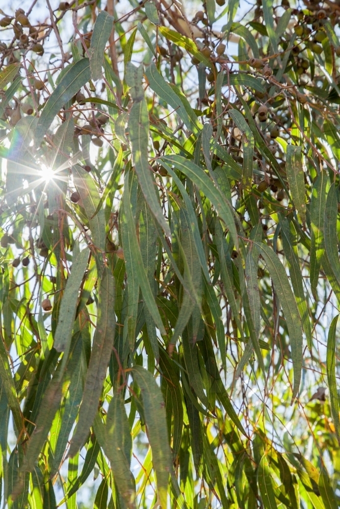 Silver morning light shining through gum tree leaves - Australian Stock Image