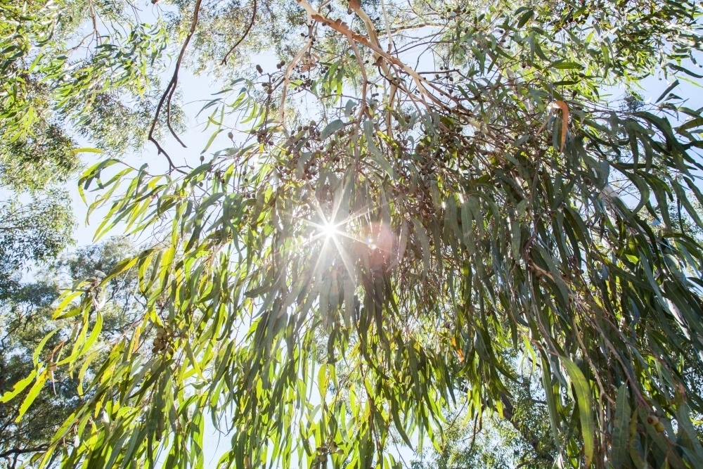 Silver morning light shining through gum tree leaves - Australian Stock Image