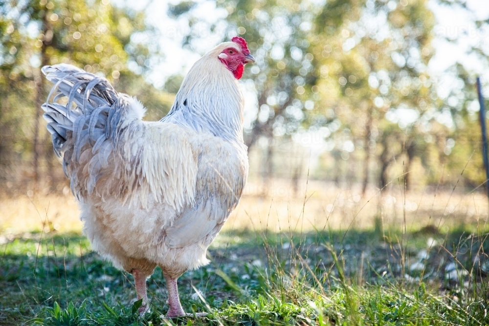 Silver white rooster in chook yard - Australian Stock Image