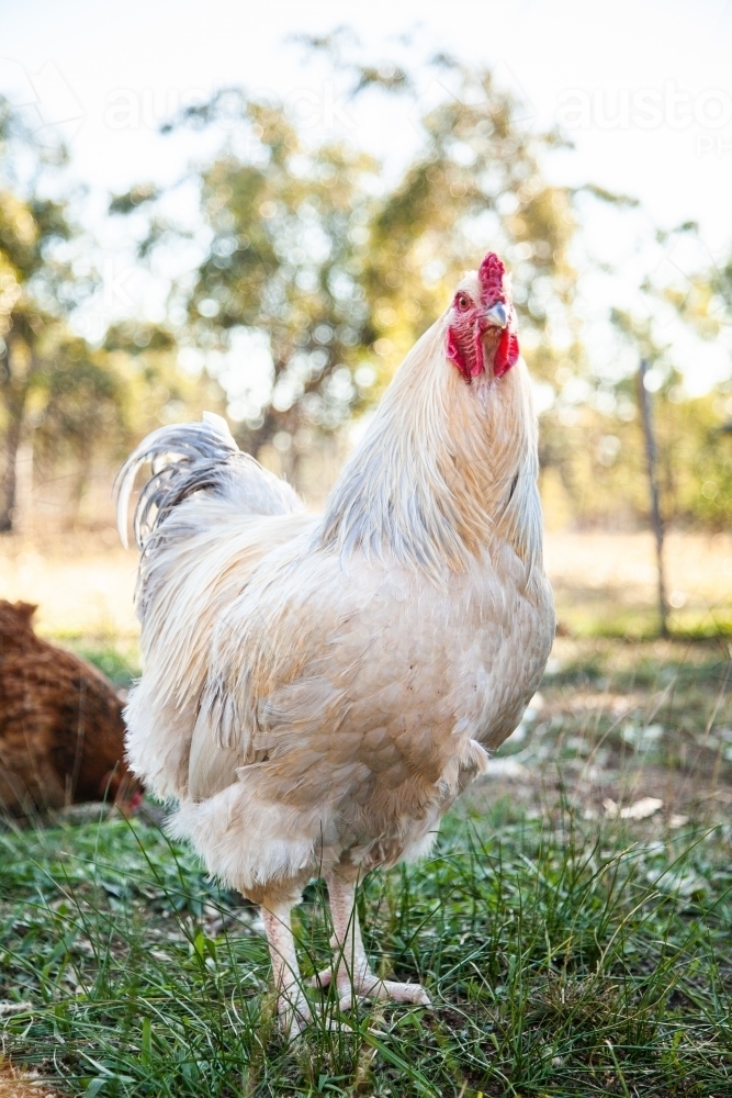 Silver white rooster in chook yard - Australian Stock Image