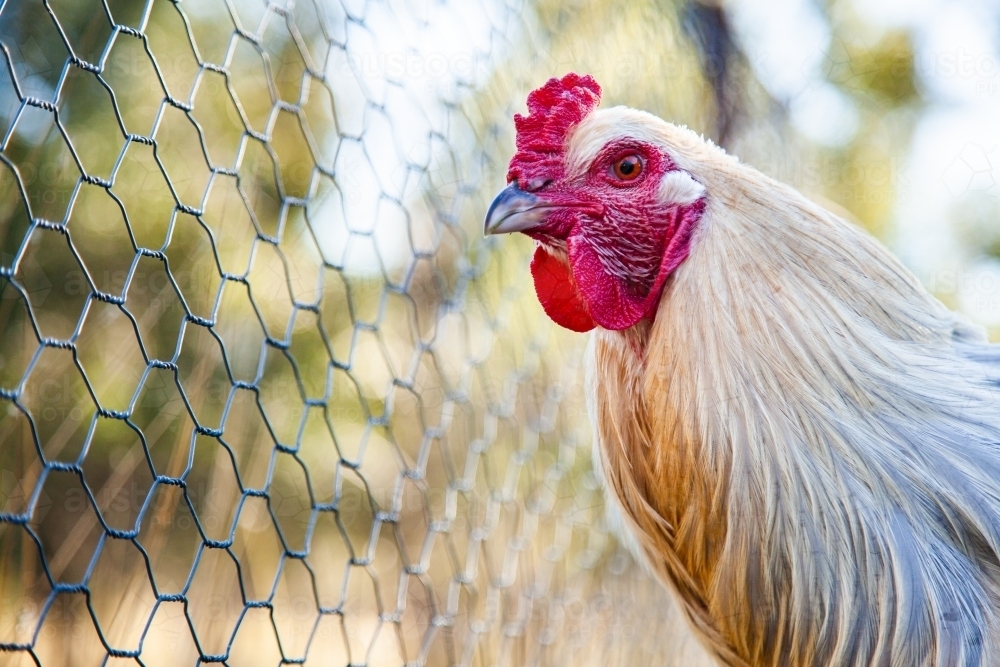 Silver white rooster in chook yard - Australian Stock Image