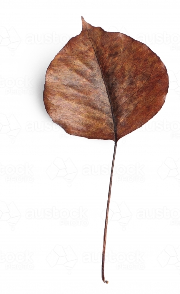 Single autumn leaf on blank background - Australian Stock Image