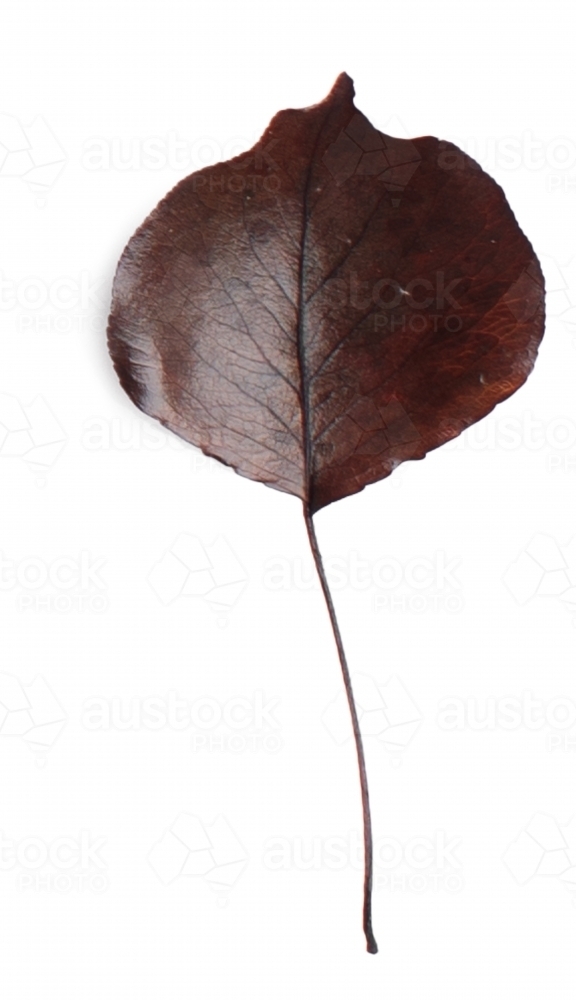 Single autumn leaf on blank background - Australian Stock Image