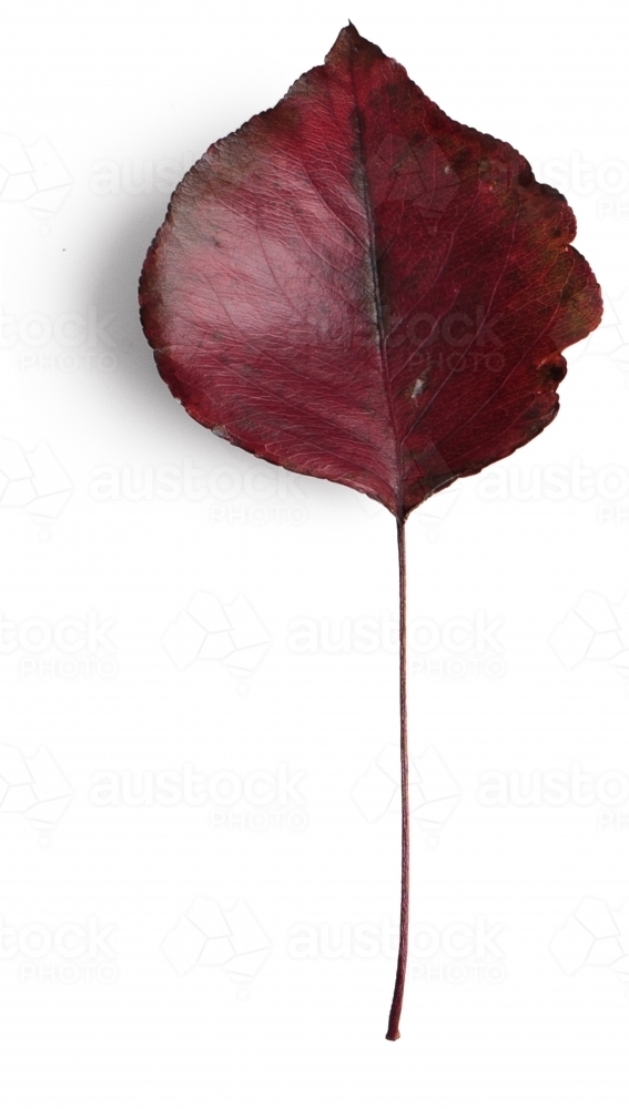 Single autumn leaf on blank background - Australian Stock Image