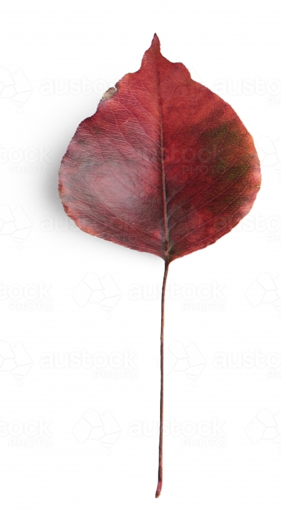 Single autumn leaf on blank background - Australian Stock Image