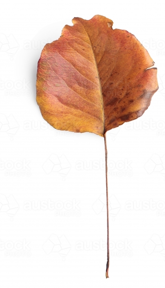 Single autumn leaf on blank background - Australian Stock Image