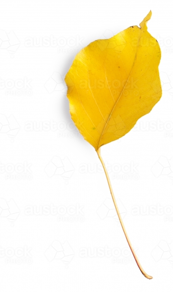 Single autumn leaf on blank background - Australian Stock Image