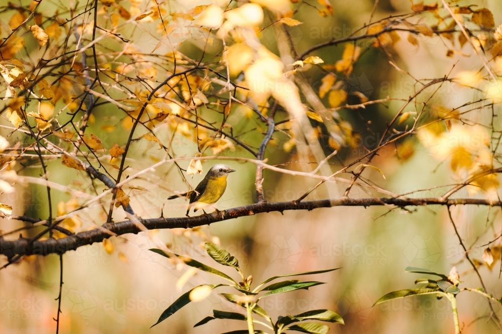 Single bird perched on autumn branch - Australian Stock Image