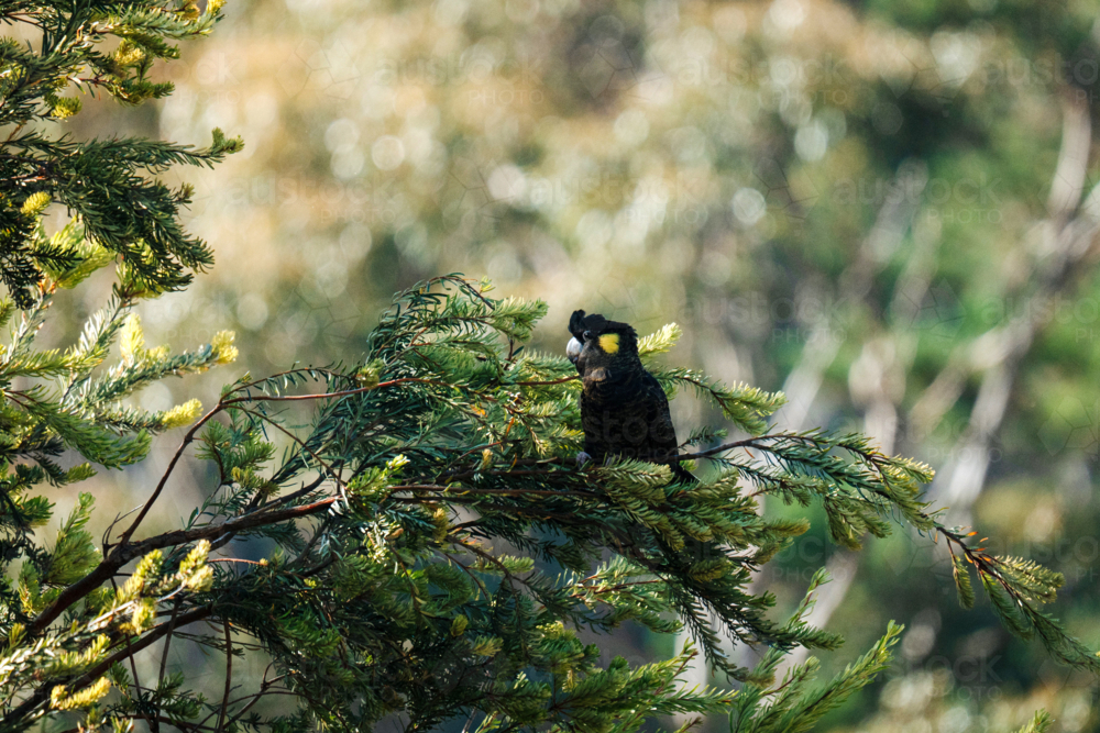 Single black cockatoo perched in foliage - Australian Stock Image
