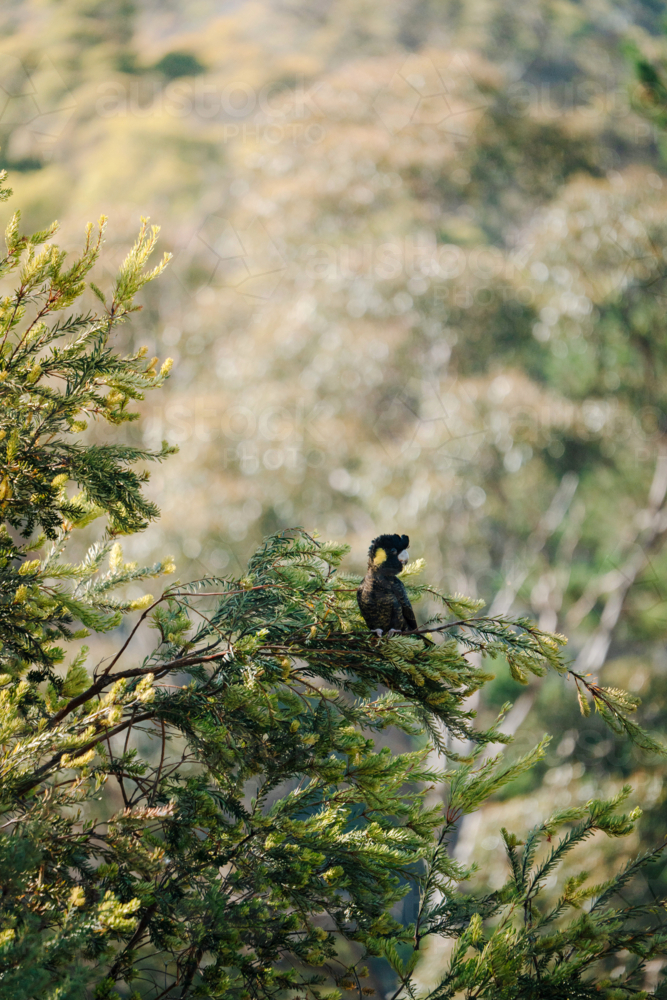 Single black cockatoo perched in foliage - Australian Stock Image