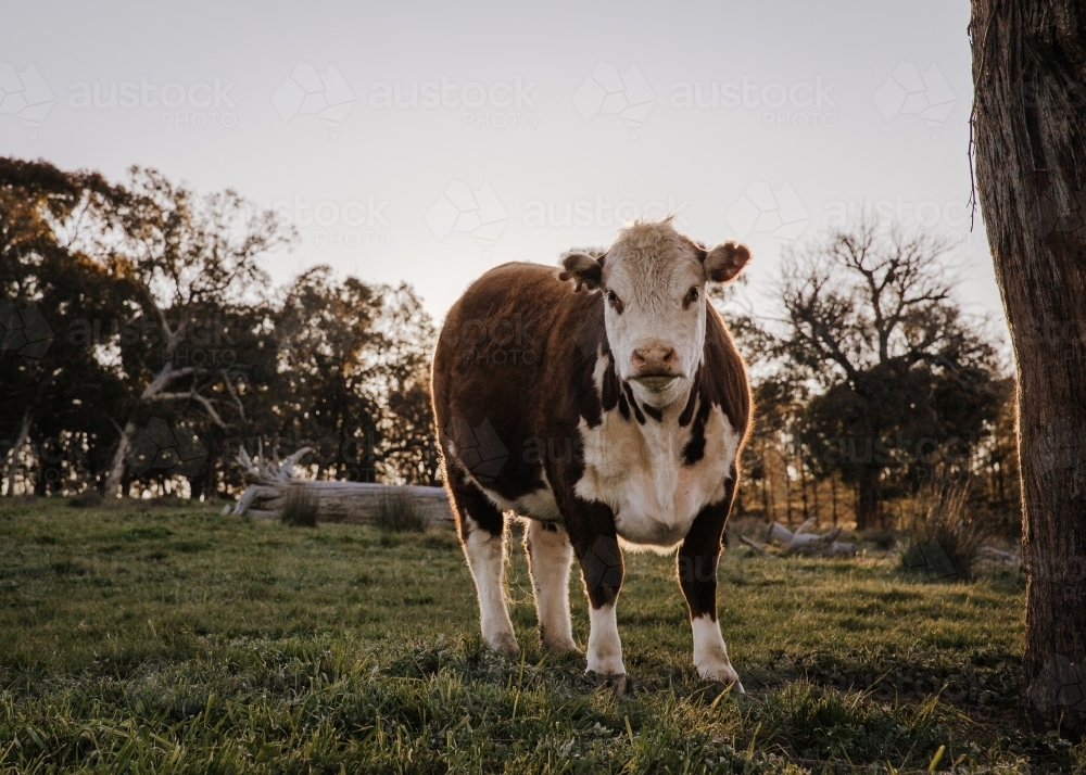 Single cow during late afternoon standing in a grass field - Australian Stock Image