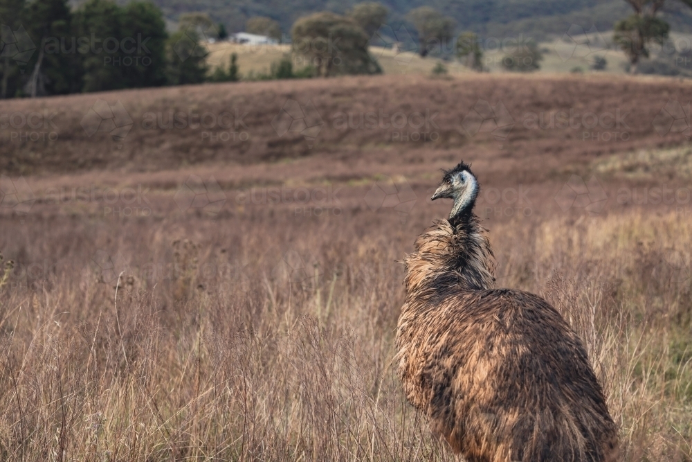 Single emu standing in rural landscape - Australian Stock Image