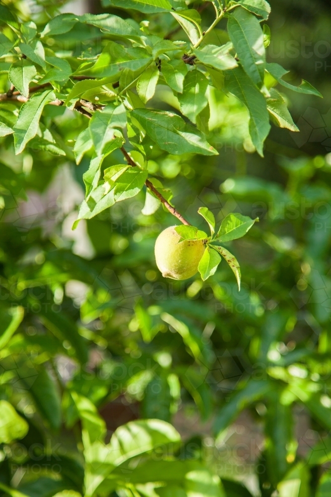 Single green peach growing on bush in garden - Australian Stock Image