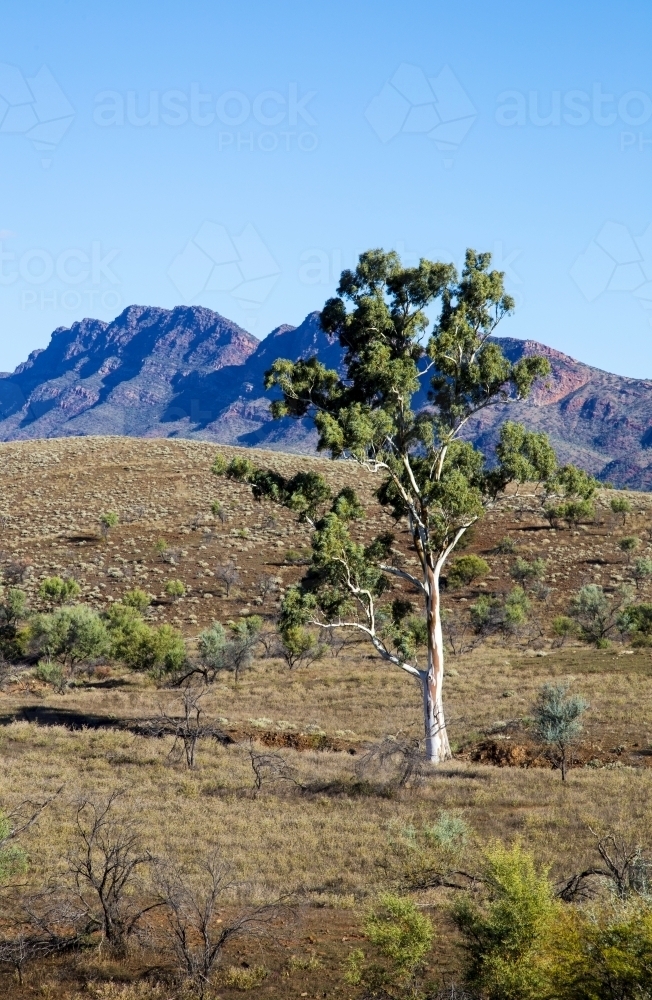 Single gum tree with ranges in background, vertical - Australian Stock Image