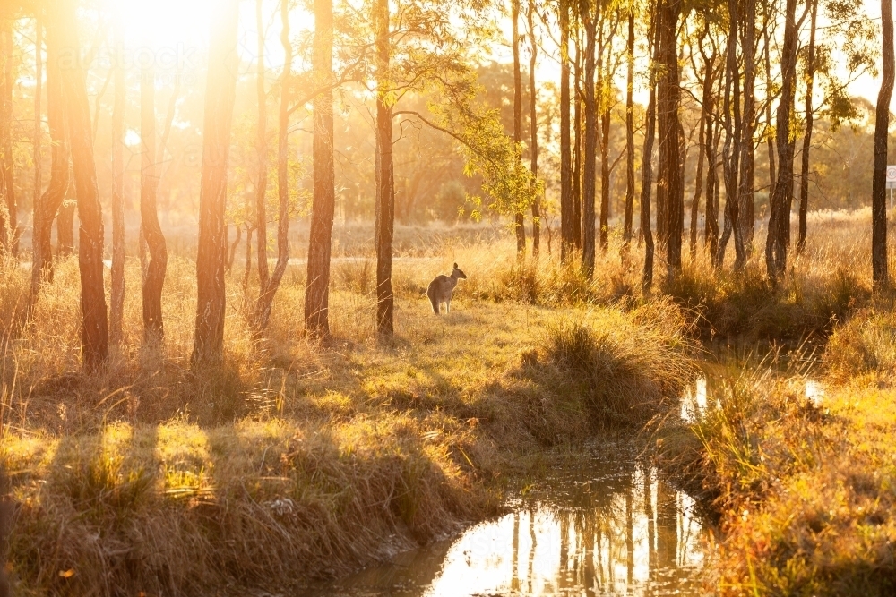 Single kangaroo in australian bushland beside creek at sunset - Australian Stock Image