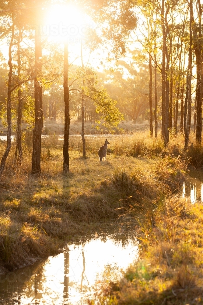 Single kangaroo in australian bushland beside creek at sunset - Australian Stock Image