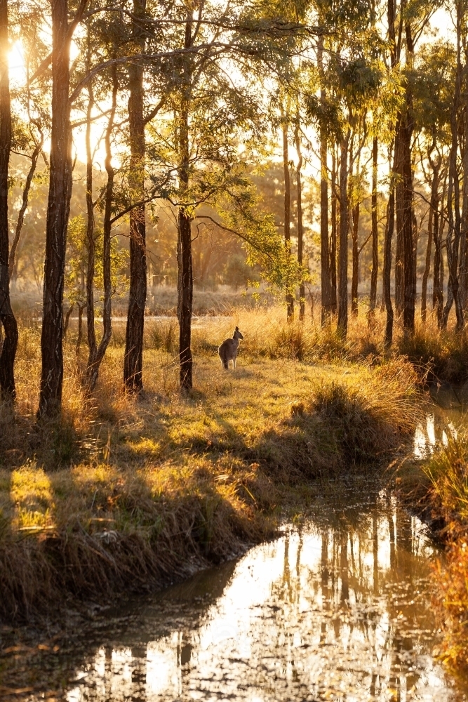 Single kangaroo in australian bushland beside creek at sunset - Australian Stock Image