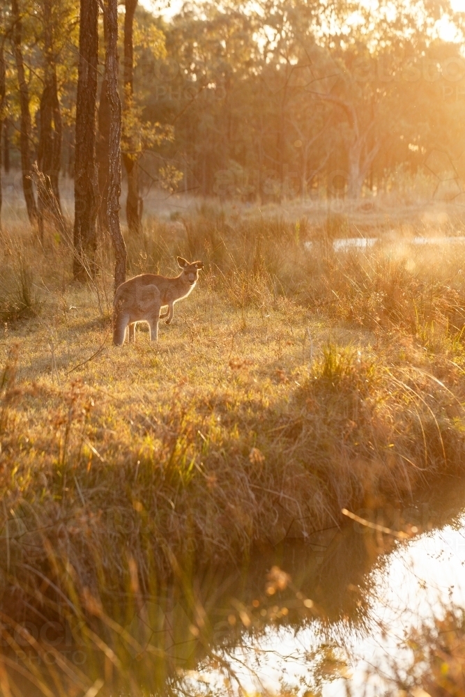 Single kangaroo in australian bushland beside creek at sunset - Australian Stock Image