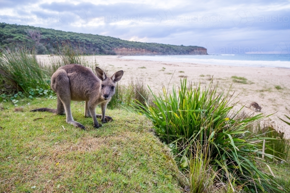 Single kangaroo looking at camera on Pebbly Beach - Australian Stock Image