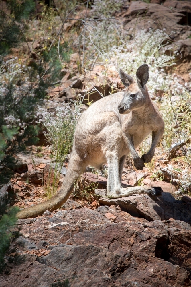 Single kangaroo standing on rugged rocky ground - Australian Stock Image