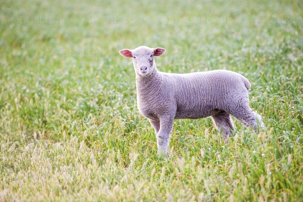 Single lamb in paddock looking at camera. - Australian Stock Image