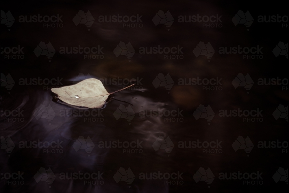Single leaf floating on a dark pool - Australian Stock Image