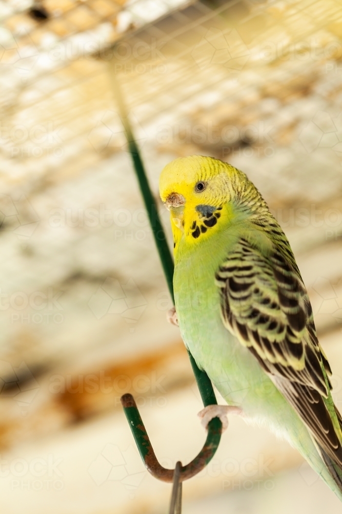 Single pet common parakeet in cage outside - Australian Stock Image