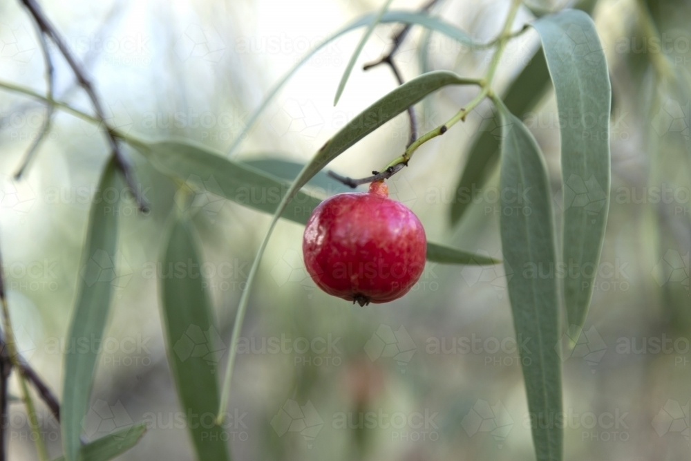 Single quandong fruit on tree - Australian Stock Image