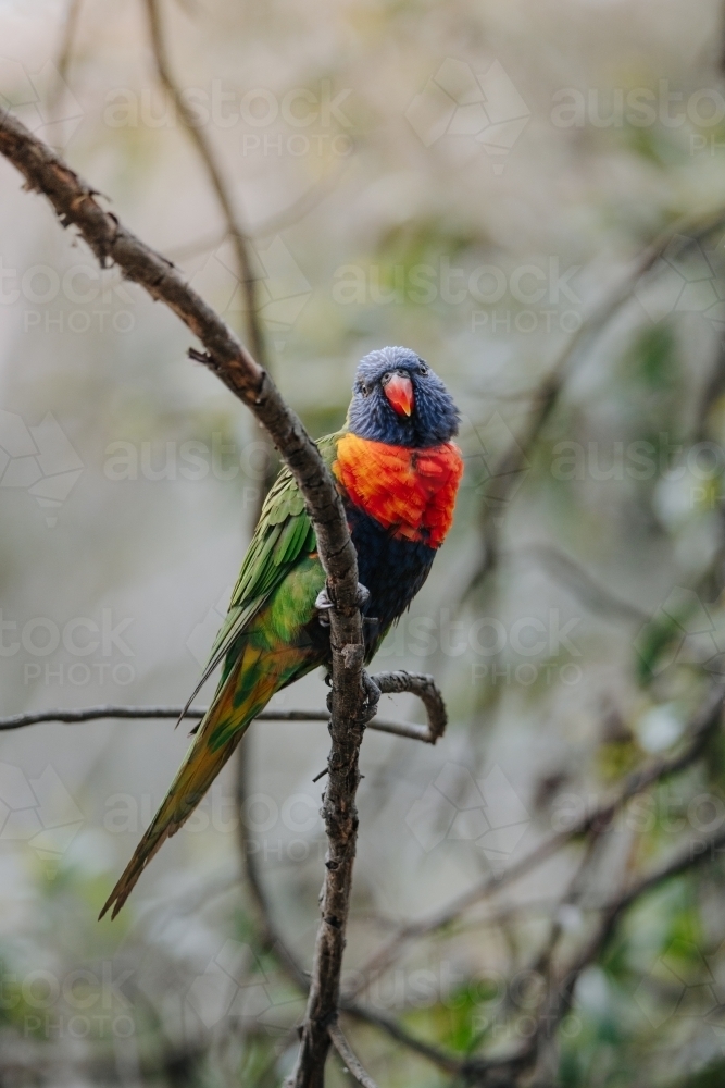 Single rainbow lorikeet perched on branch making eye contact - Australian Stock Image