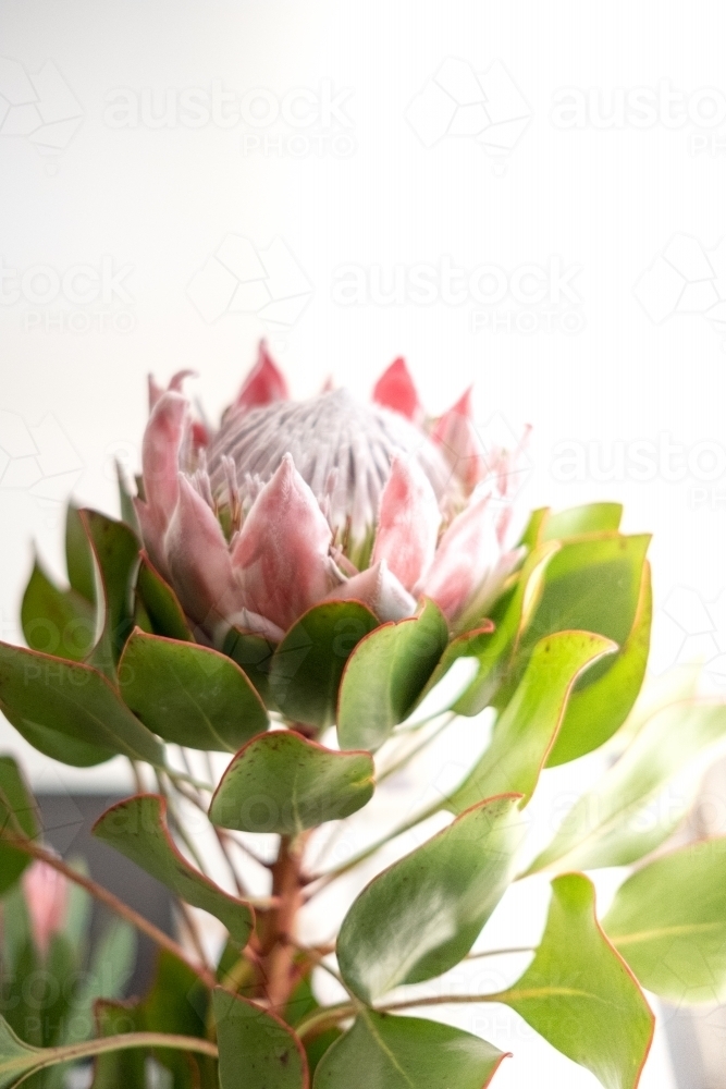 Single stem king protea. - Australian Stock Image