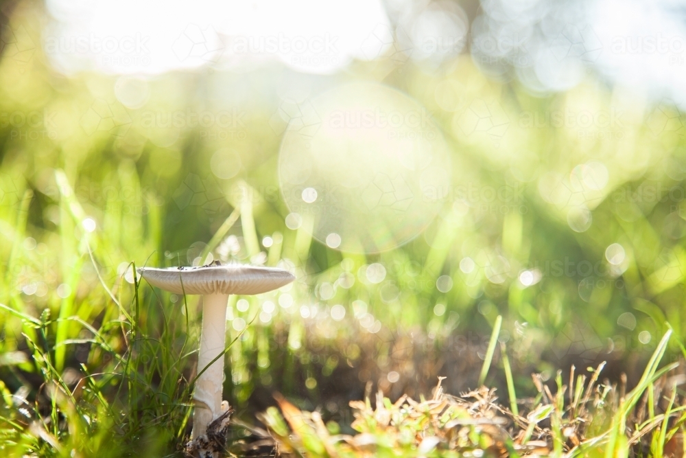 Single toadstool growing in grass with lens flare and sparkles of sunlight - Australian Stock Image