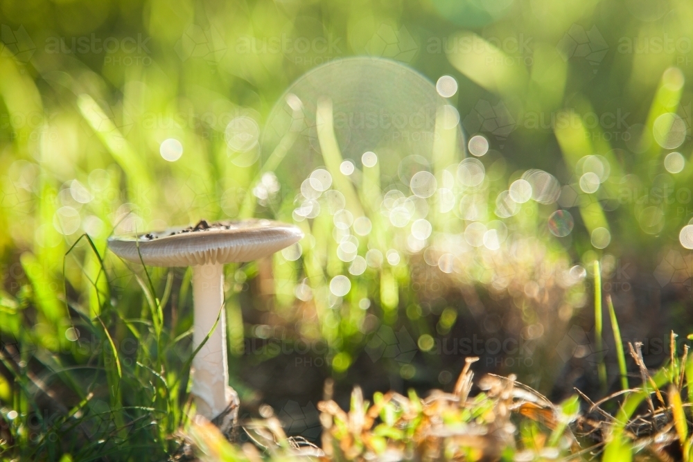 Single toadstool growing in grass with lens flare and sparkles of sunlight - Australian Stock Image