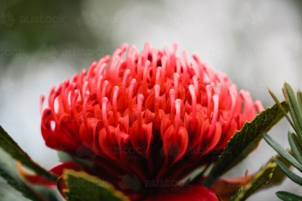 Single waratah - Australian Stock Image