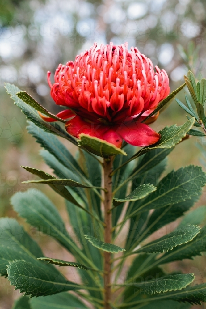 Single waratah - Australian Stock Image