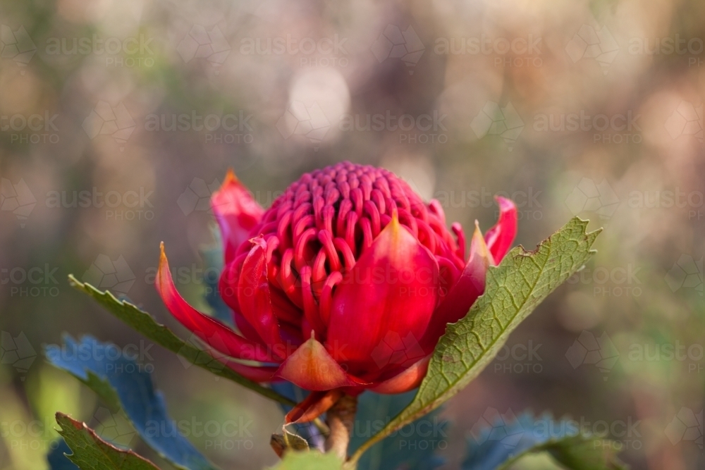 Single Waratah - Australian Stock Image