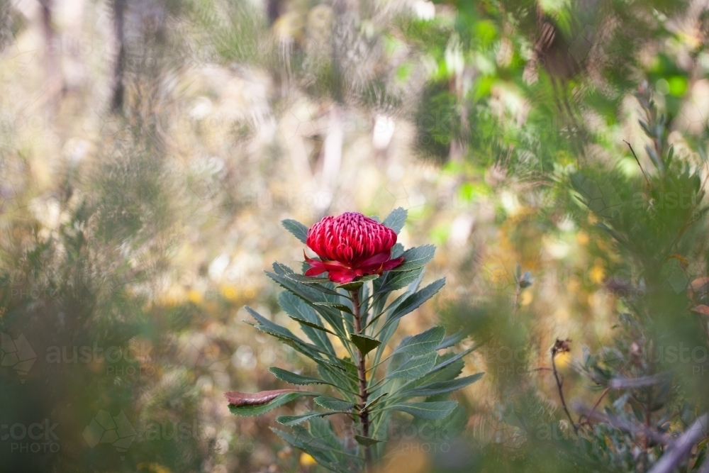 Single Waratah - Australian Stock Image