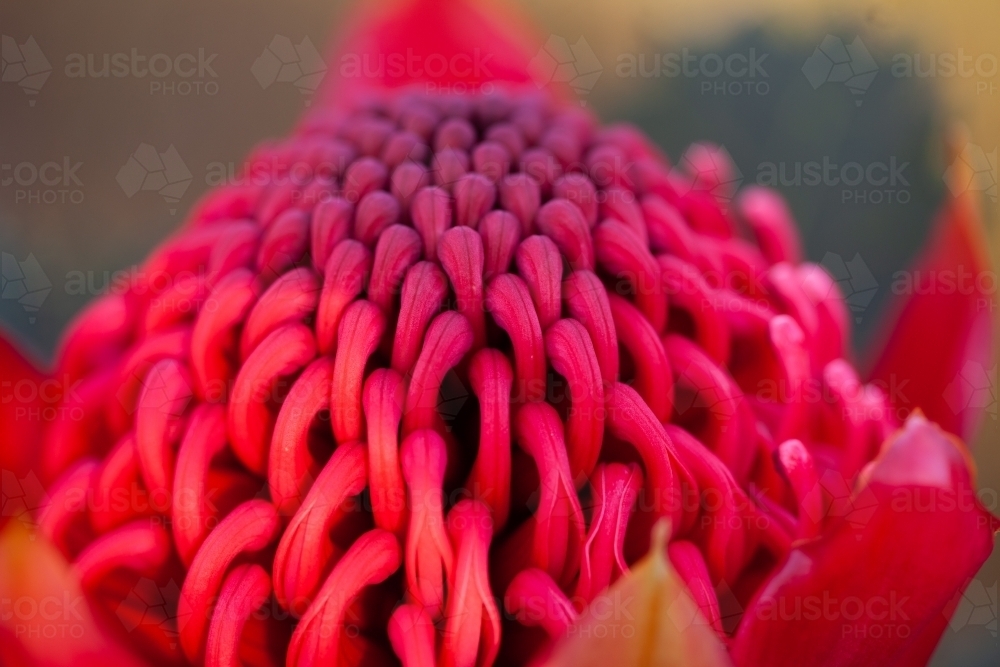 Single Waratah - Australian Stock Image