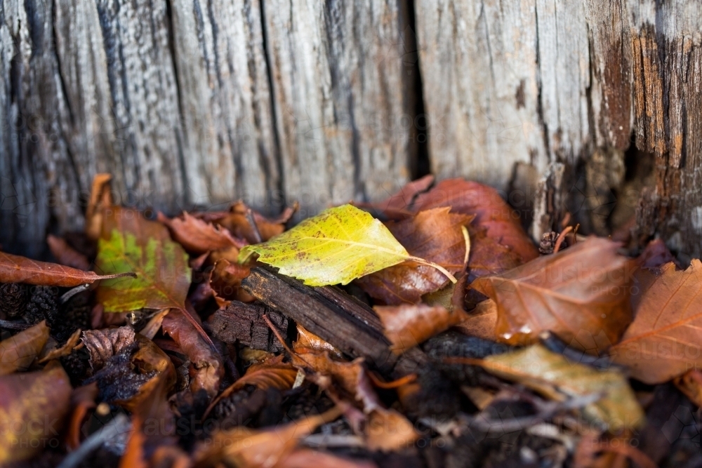 Single yellow leaf among brown leaves and timber at autumn time - Australian Stock Image