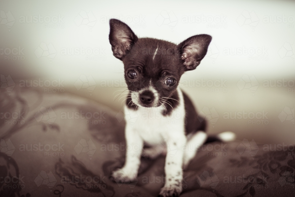 Sitting young chihuahua puppy - Australian Stock Image