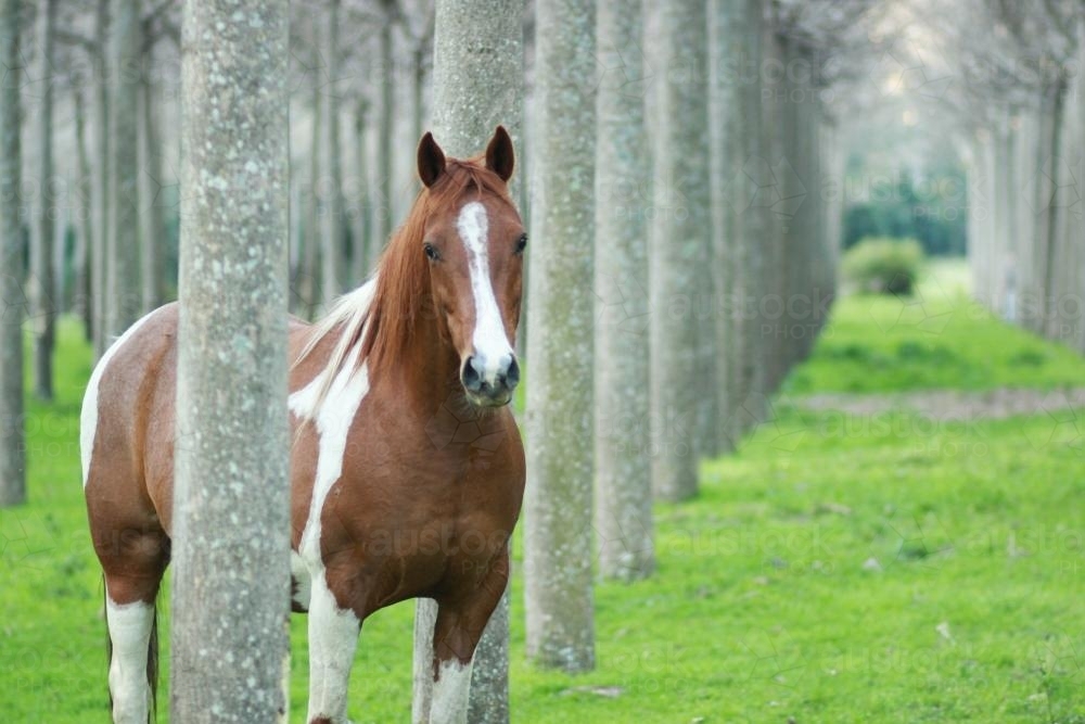 Skewbald horse amongst trees - Australian Stock Image