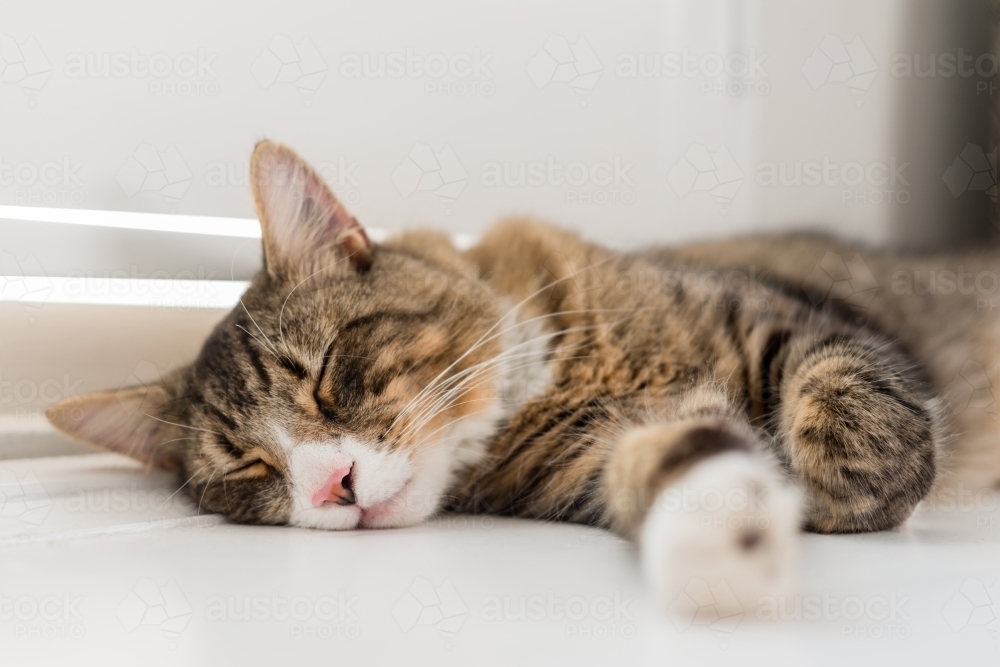 sleep tabby cat - Australian Stock Image