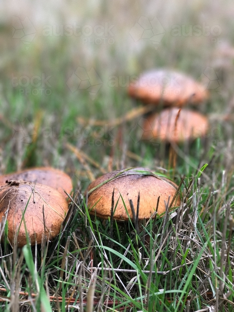 Image of Slippery Jacks Mushrooms - Austockphoto