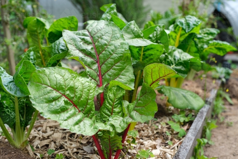 Small backyard garden patch - Australian Stock Image