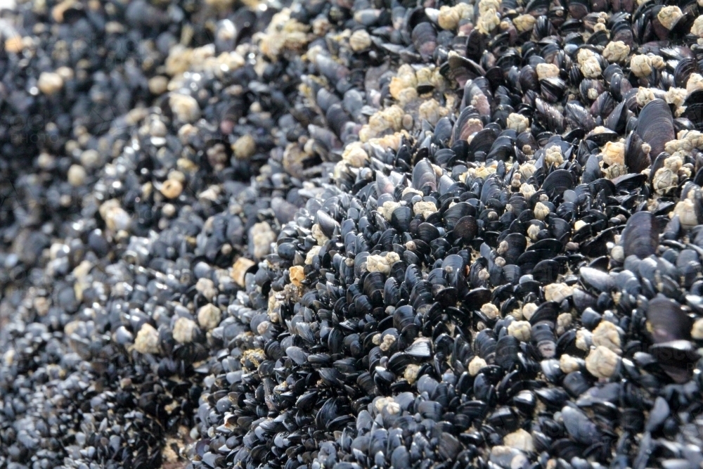 Small black mussels covering rock - Australian Stock Image