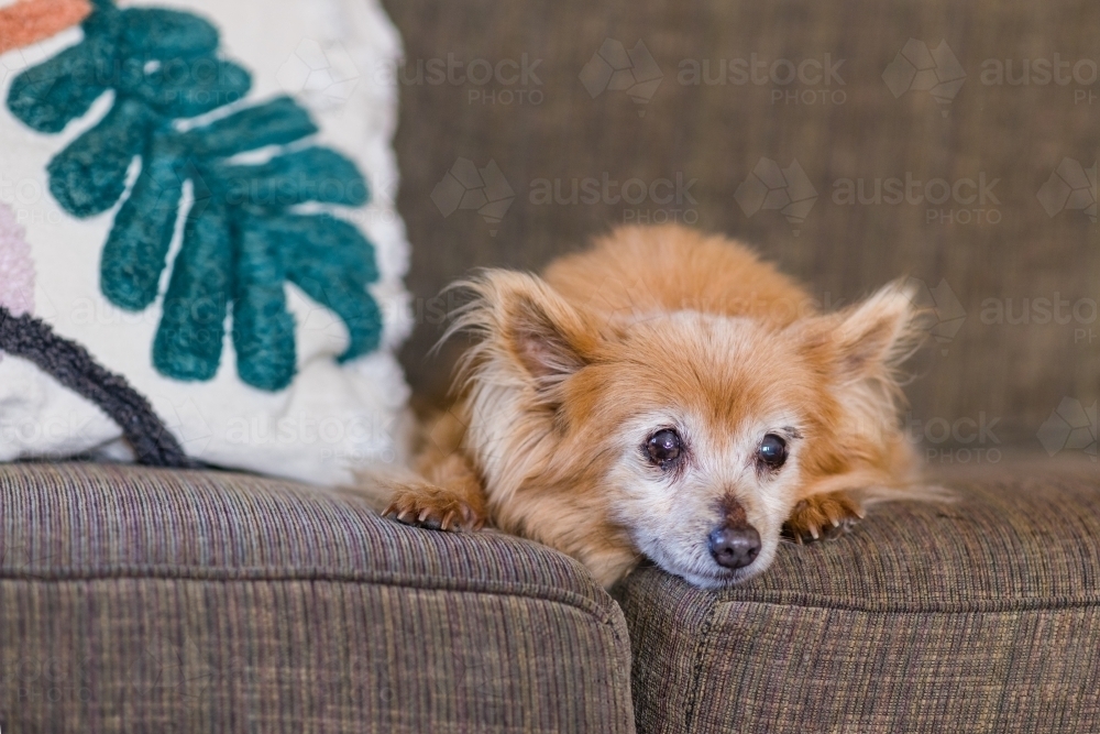 small dog on sofa - Australian Stock Image